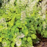 Heuchera 'Lime Rickey'