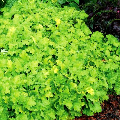 Heuchera 'Lime Rickey'