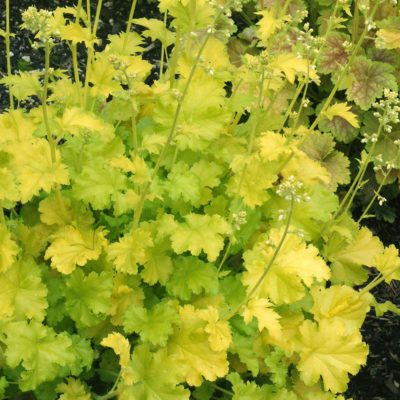 Heuchera 'Lime Rickey'