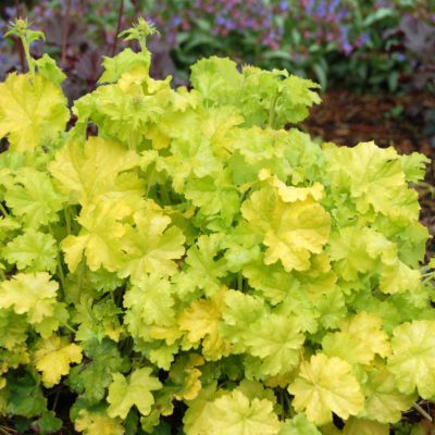 Heuchera 'Lime Rickey'