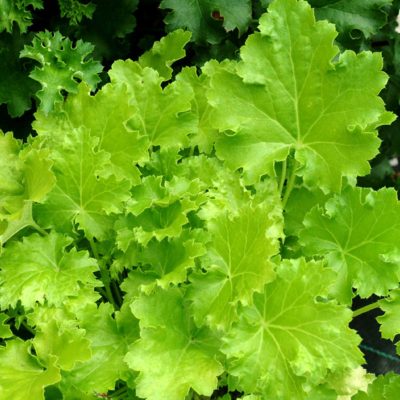 Heuchera 'Lime Rickey'