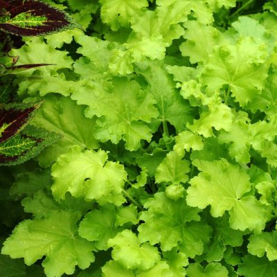 Heuchera 'Lime Rickey'