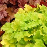 Heuchera 'Lime Rickey'