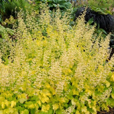 Heuchera 'Lime Rickey'