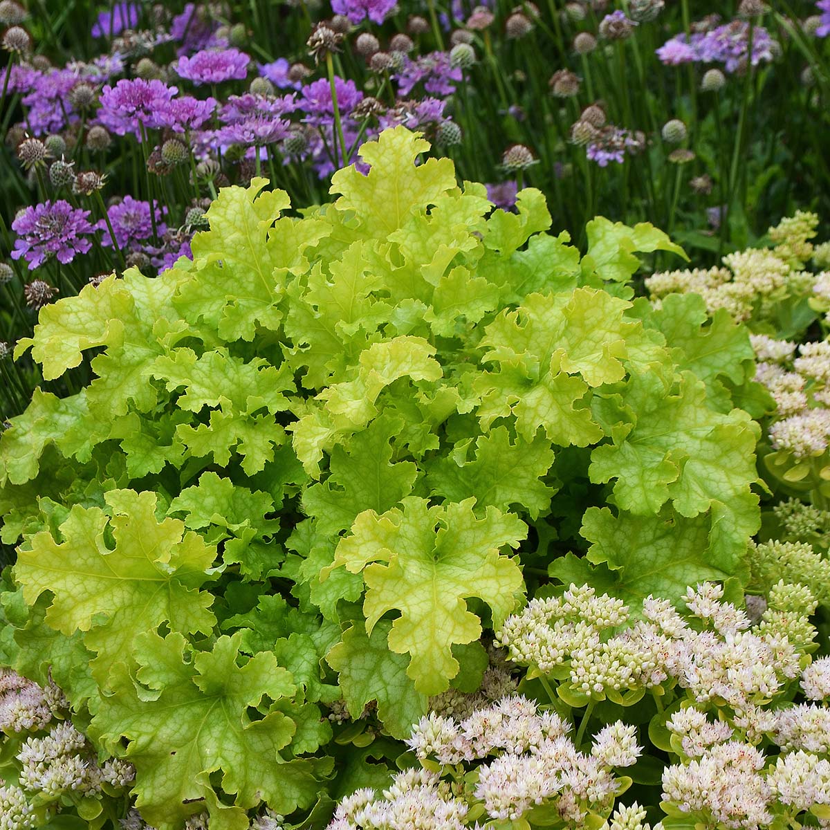 Heuchera 'Lime Ruffles'