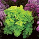 Heuchera 'Lime Ruffles'