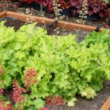 Heuchera 'Lime Ruffles'