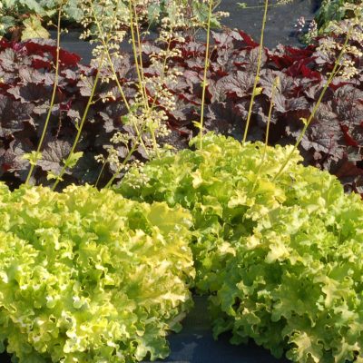 Heuchera 'Lime Ruffles'