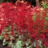 Heuchera 'Lipstick'