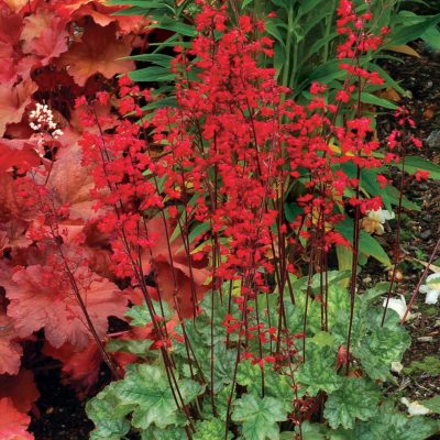 Heuchera 'Lipstick'