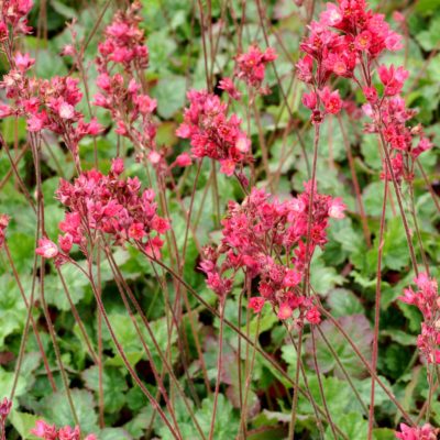 Heuchera 'Magic Wand'