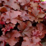 Heuchera 'Mahogany'