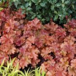 Heuchera 'Mahogany'