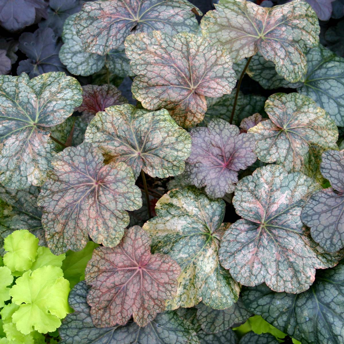 Heuchera 'Mardi Gras'