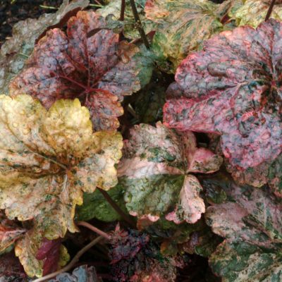 Heuchera 'Mardi Gras'