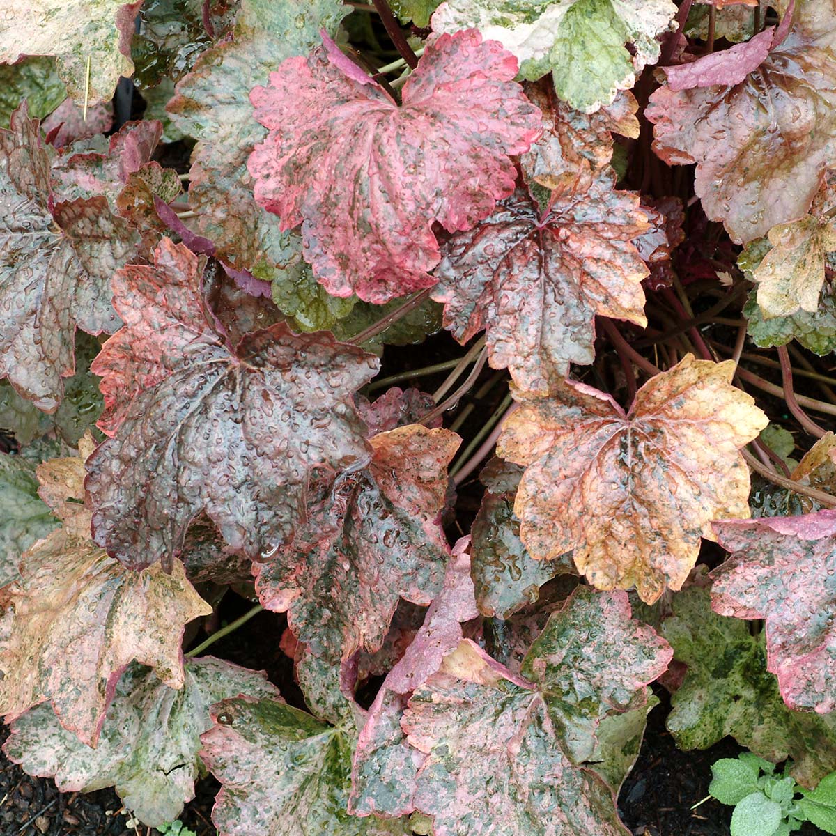 Image of Coral bells ‘Mardi Gras’