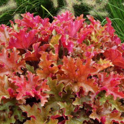 Heuchera 'Marmalade'