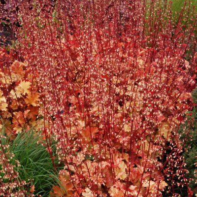 Heuchera 'Marmalade'