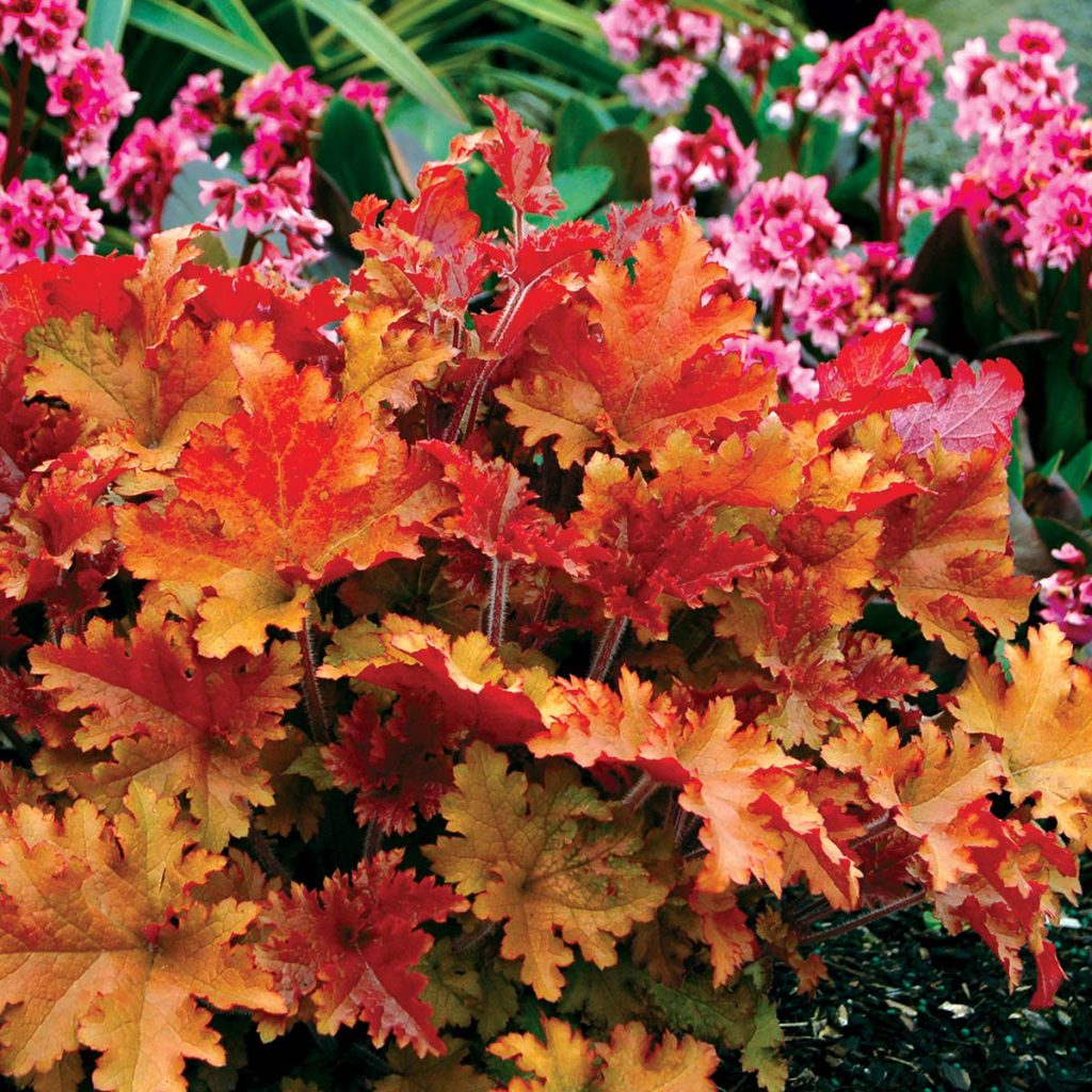 Heuchera ‘Marmalade’ TERRA NOVA® Nurseries, Inc.