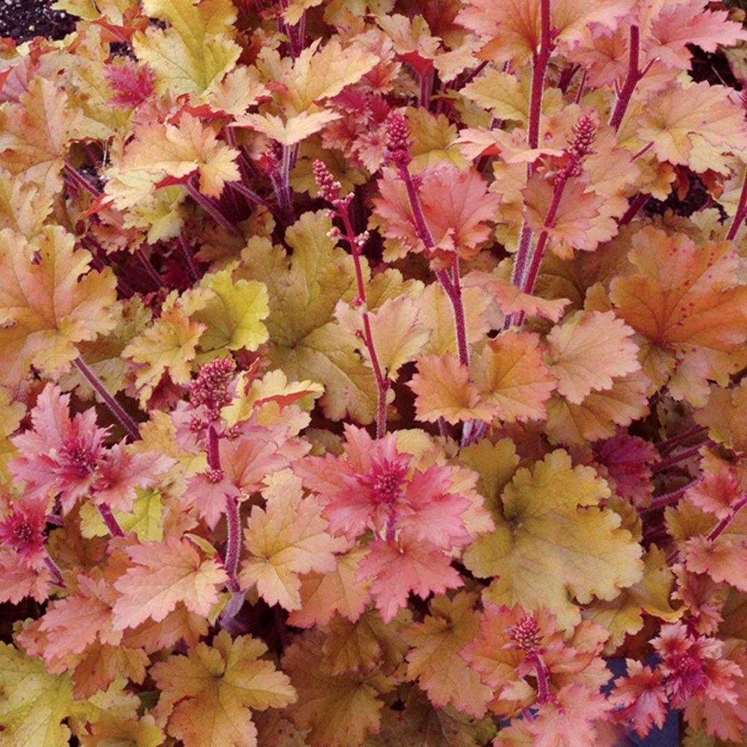 Heuchera ‘Marmalade’ TERRA NOVA® Nurseries, Inc.