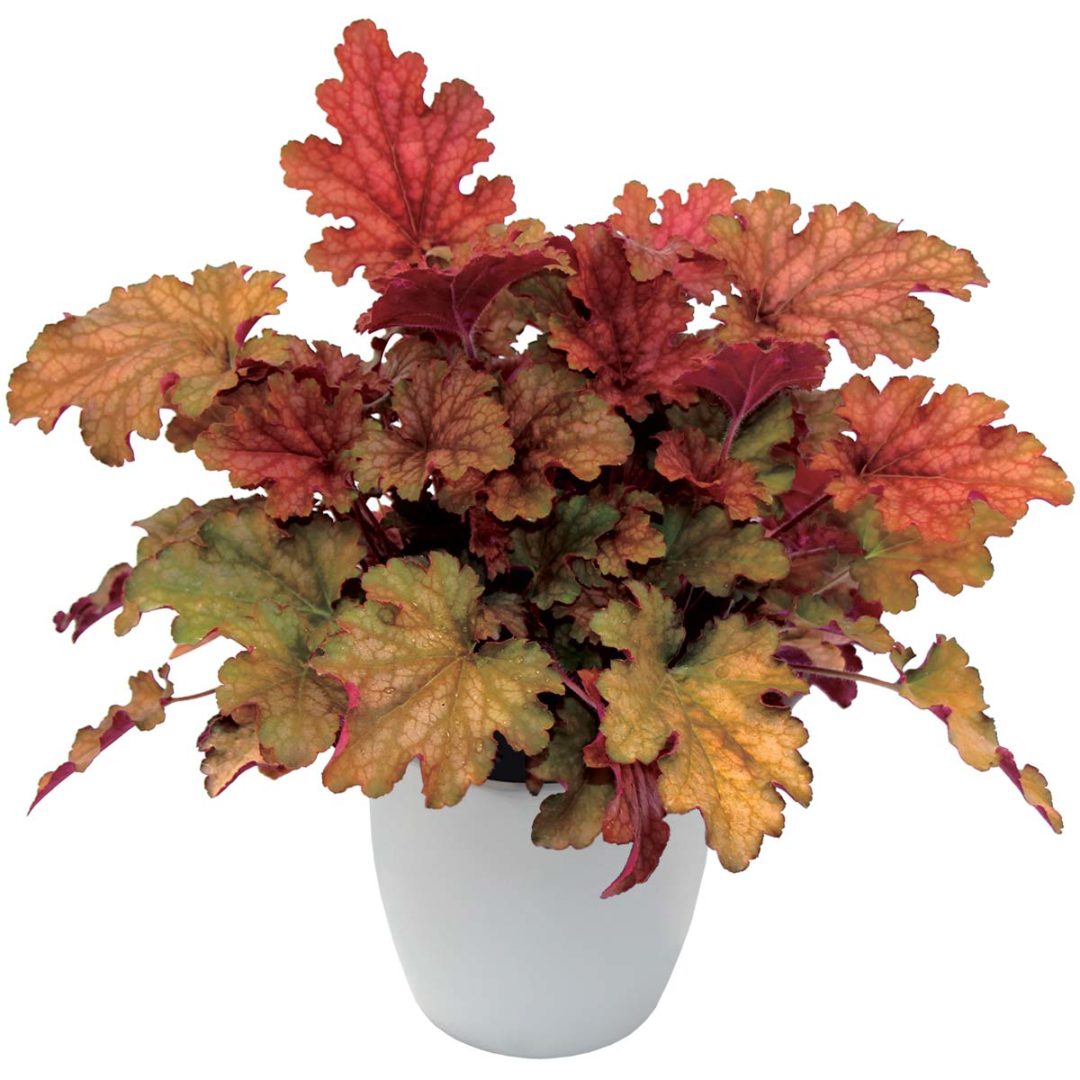 Heuchera ‘Marmalade’ TERRA NOVA® Nurseries, Inc.