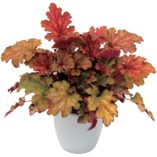 Heuchera 'Marmalade'