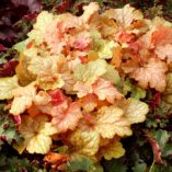 Heuchera 'Midas Touch'