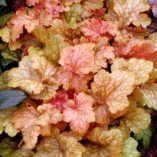 Heuchera 'Midas Touch'