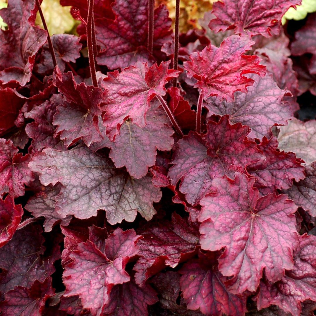 Heuchera ‘Midnight Bayou’ | TERRA NOVA® Nurseries, Inc.