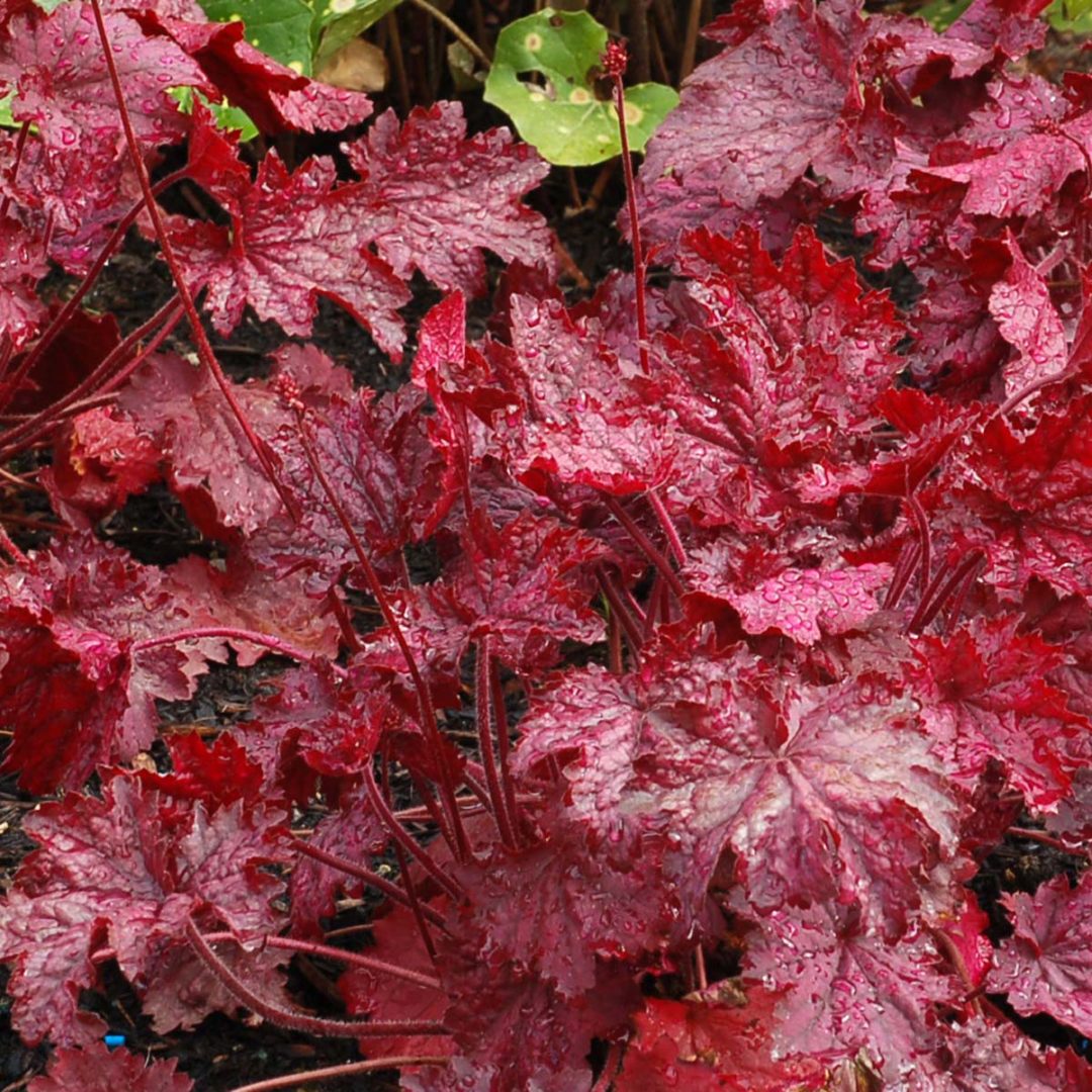 Heuchera ‘Midnight Bayou’ | TERRA NOVA® Nurseries, Inc.