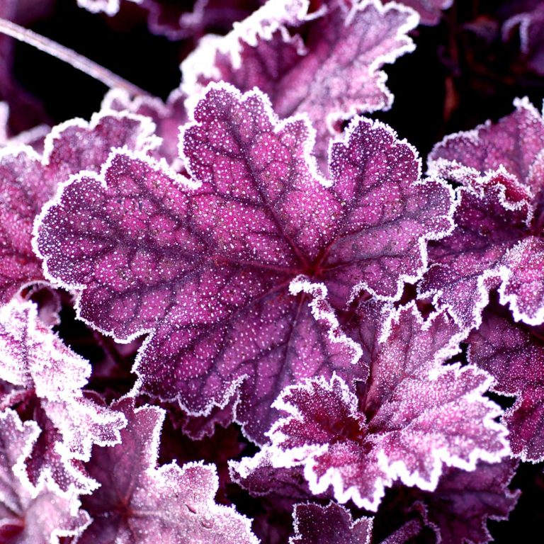 Heuchera ‘Midnight Bayou’ | TERRA NOVA® Nurseries, Inc.