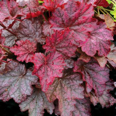 Heuchera 'Midnight Bayou'