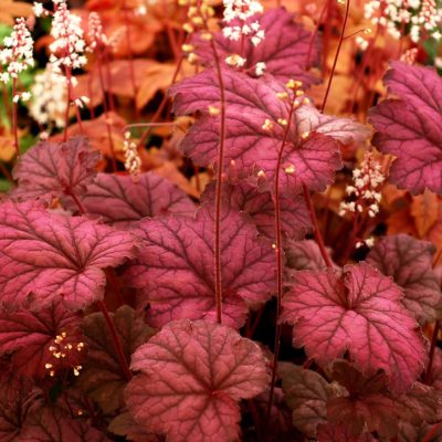 Heuchera 'Midnight Bayou'