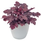 Heuchera 'Midnight Bayou'