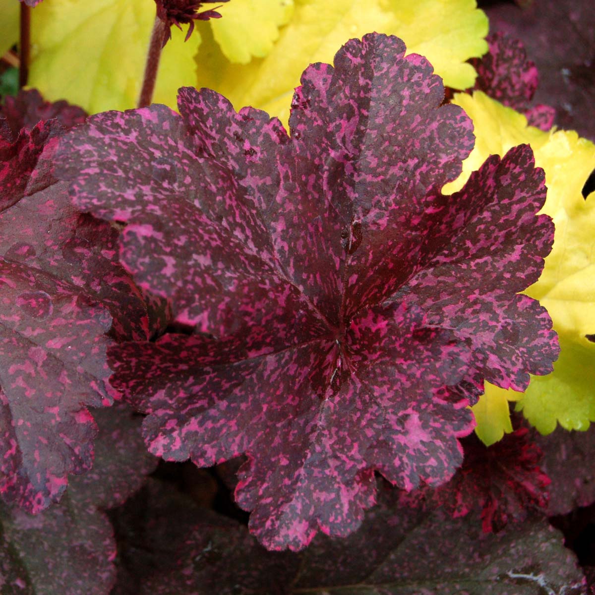 Heuchera 'Midnight Rose'