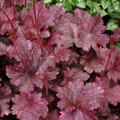 Heuchera 'Midnight Rose'