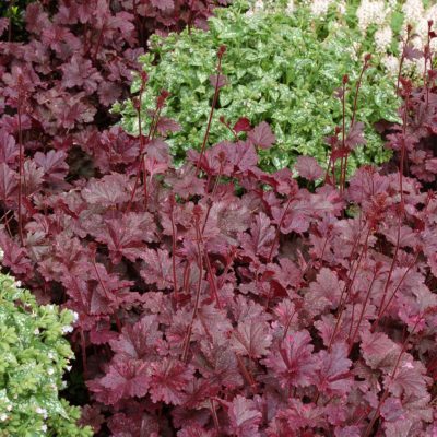 Heuchera 'Midnight Rose'