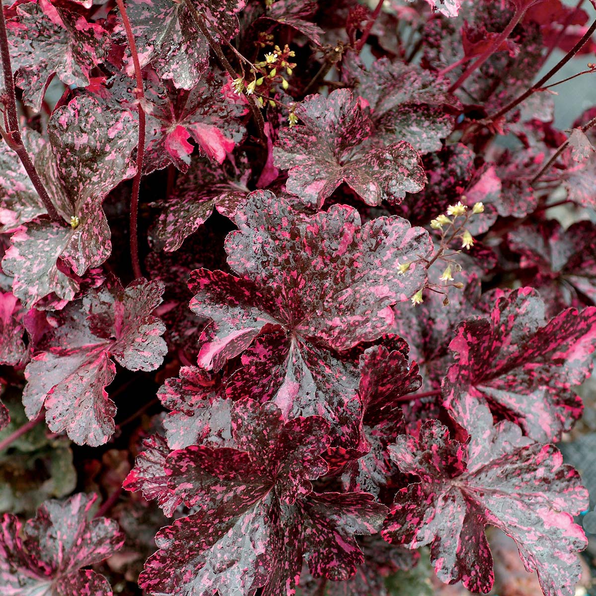 Heuchera 'Midnight Rose'