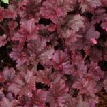 Heuchera 'Midnight Rose'