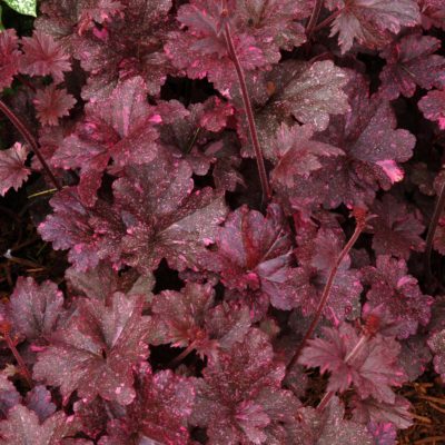 Heuchera 'Midnight Rose'