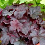 Heuchera 'Midnight Rose'