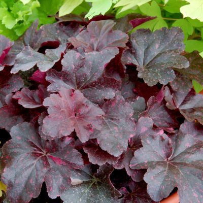 Heuchera 'Midnight Rose'