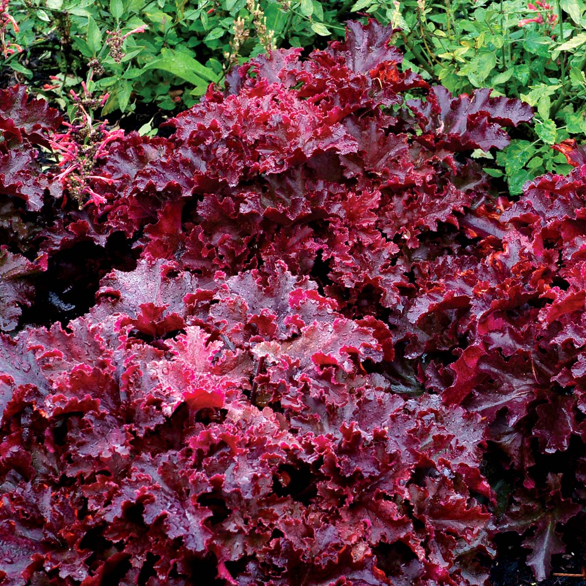 Heuchera 'Midnight Ruffles'