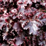 Heuchera 'Midnight Ruffles'