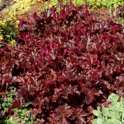 Heuchera 'Midnight Ruffles'