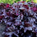 Heuchera 'Midnight Ruffles'