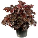 Heuchera 'Midnight Ruffles'