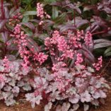 Heuchera 'Milan'