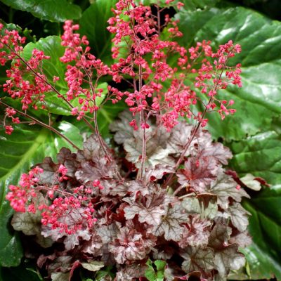 Heuchera 'Milan'