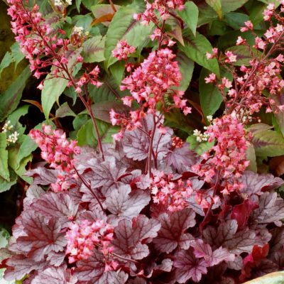 Heuchera 'Milan'